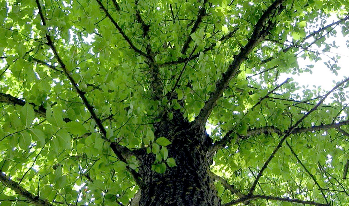 Resistenta almar – Björkhaga Plantskola